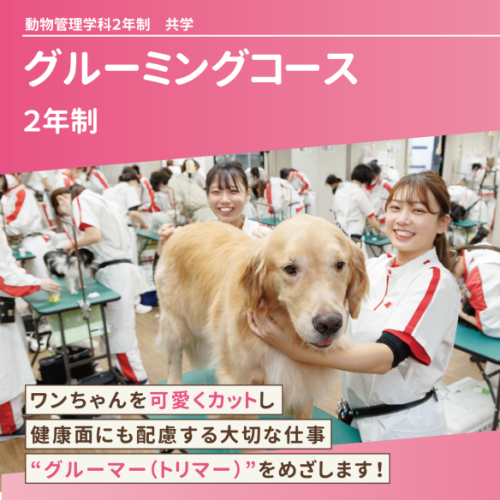 グルーミングコース（2年制）