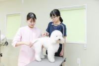 トリミング強化コース
