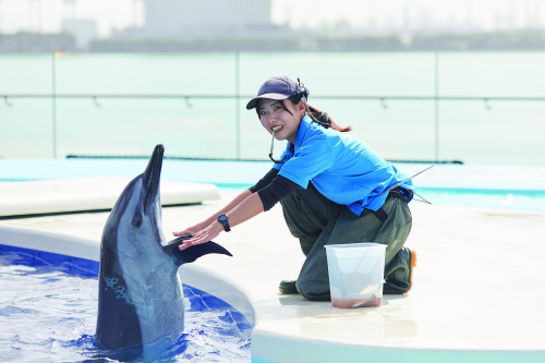 目指せドルフィントレーナー