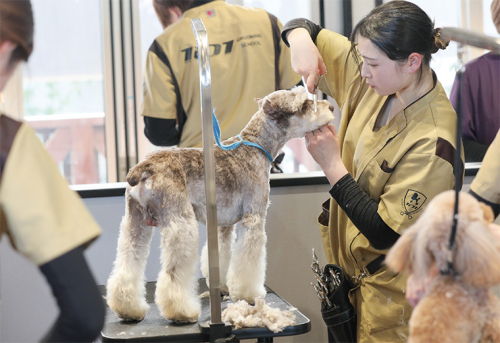 群馬トリマー専門学院101GROOMINGSCHOOL