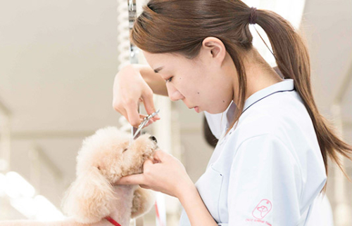 愛犬美容研究科