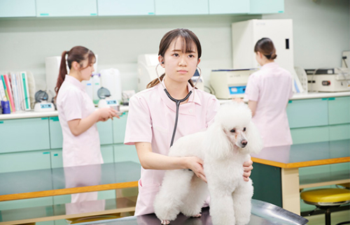 愛玩動物看護科