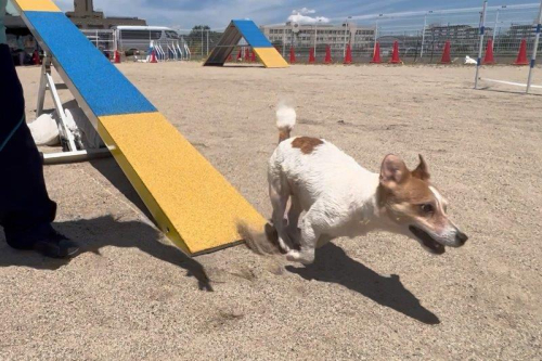 ドッグトレーナー科