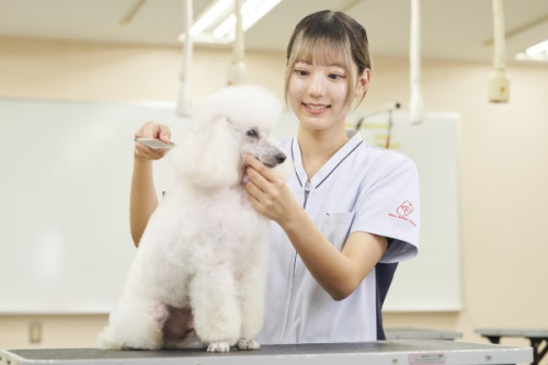 愛犬美容科