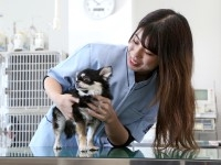 動物看護師コース