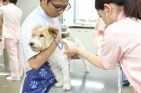 モデル犬制度