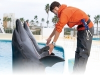 ドルフィントレーナー専攻（2年制）