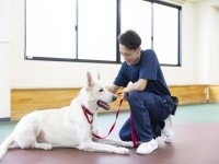 ドッグトレーナー専攻（2年制）