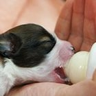 ペットケア総合コース