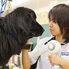 ドッグトリマーコース