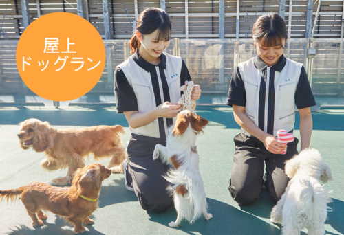 カコトリミングスクール