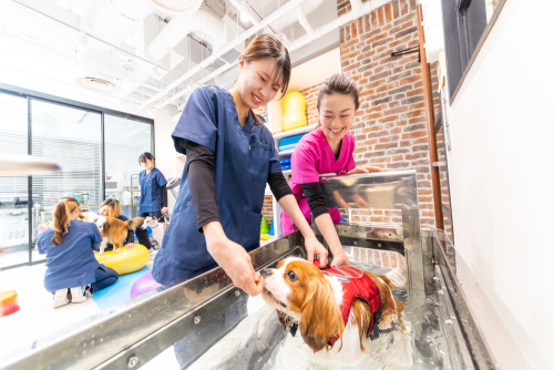動物理学療法専攻