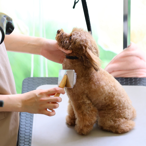 8月1日（土）トリマーのお仕事体験DAY　ワンちゃんのお手入れ体験