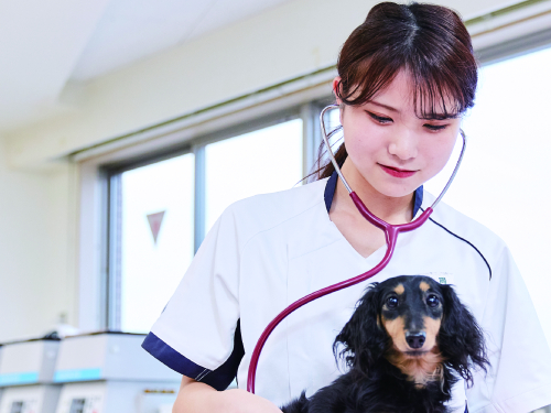 国際動物専門学校