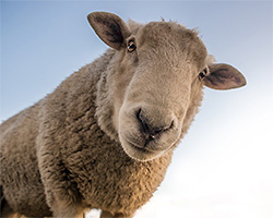 動物学系学科