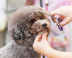 動物